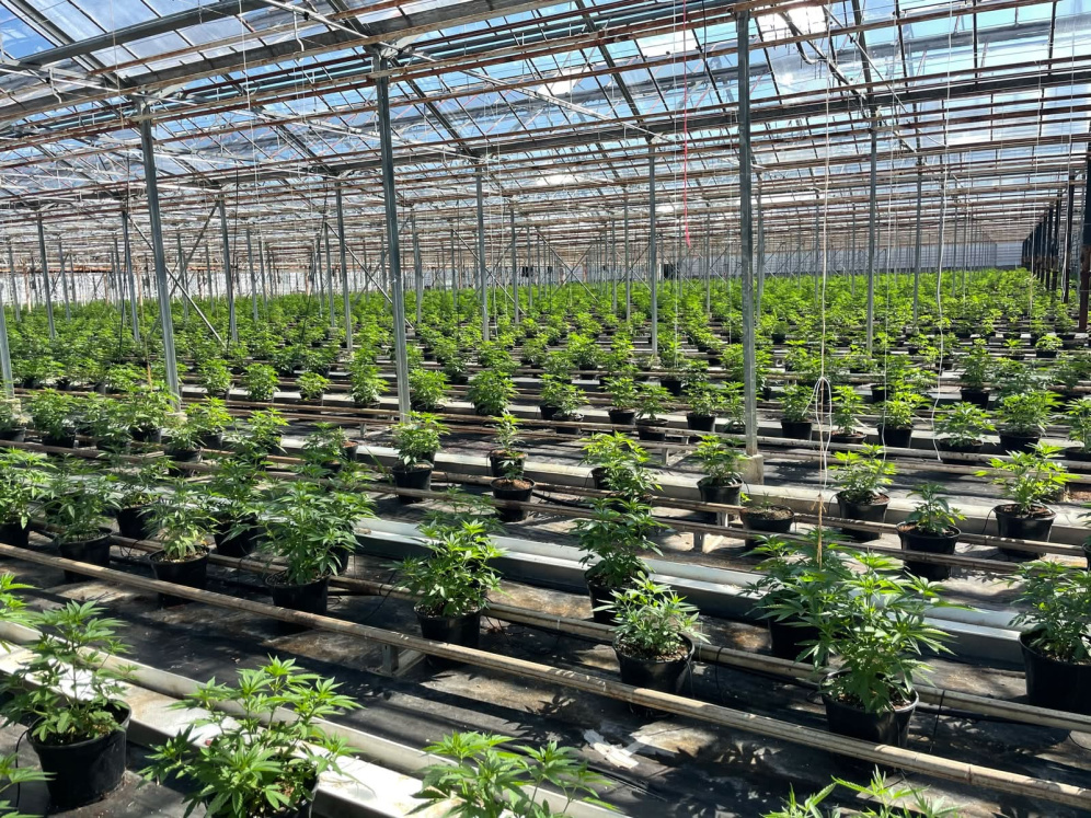 Planta Grow foto 8